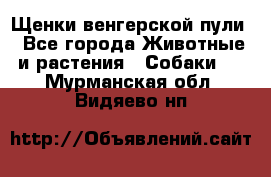 Щенки венгерской пули - Все города Животные и растения » Собаки   . Мурманская обл.,Видяево нп